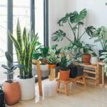 air-purifying plants