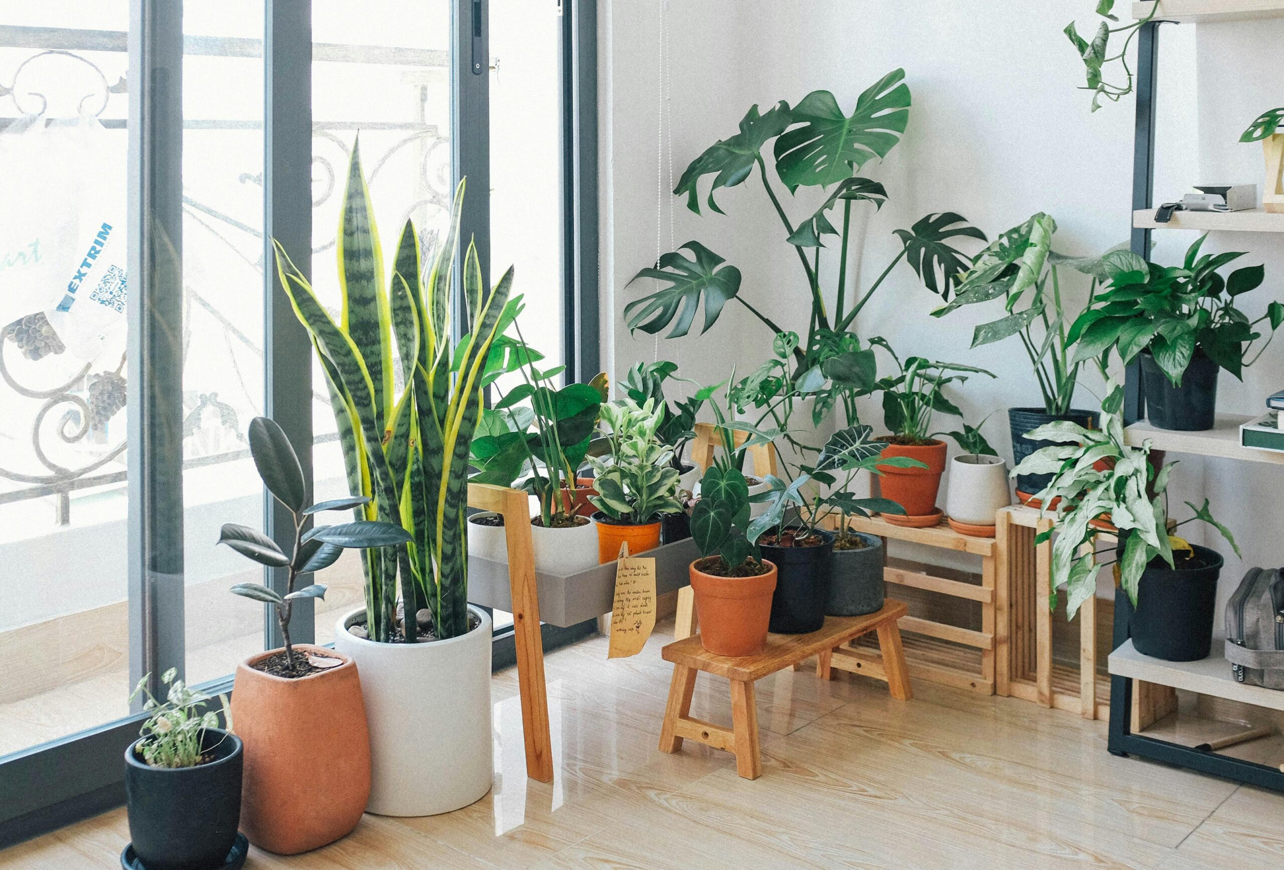 air-purifying plants