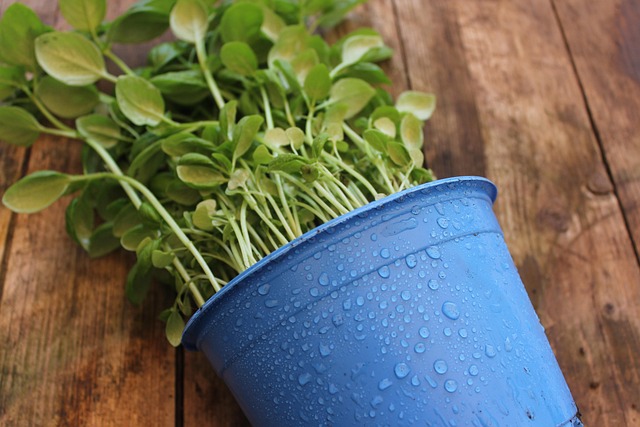 container for indoor plants