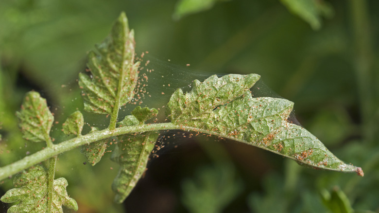 How to Treat Spider Mites on Houseplants: A Complete Guide