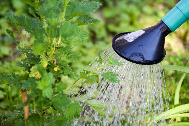 How Often to Water Plants