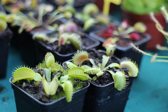 How Often to Water Plants