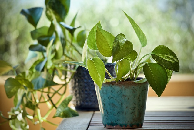 fertillize houseplants