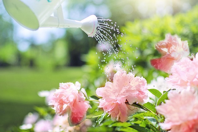 How Often to Water Plants